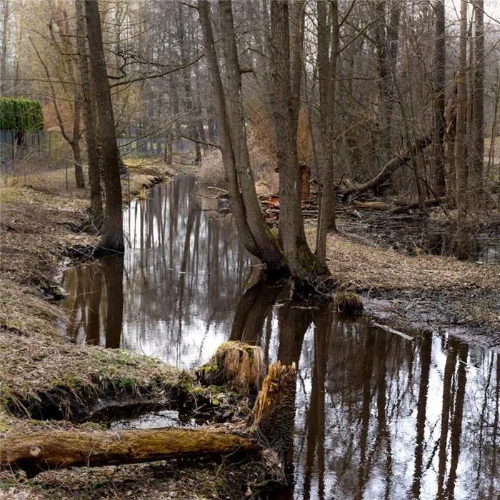 A calm stream flowing through a quiet forest