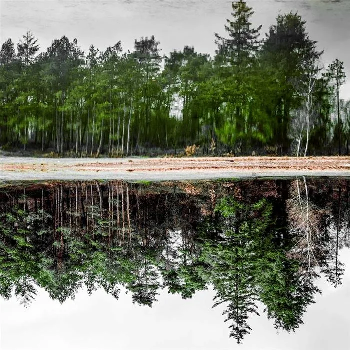 Trees reflected in calm water