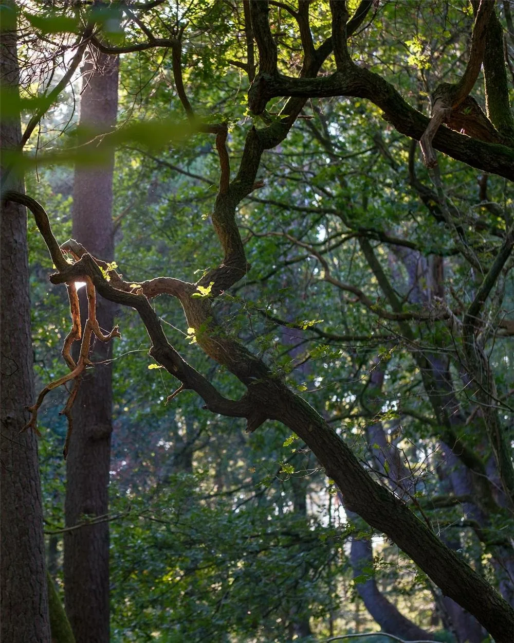 Warm golden light filtering through trees, evoking quiet reflection