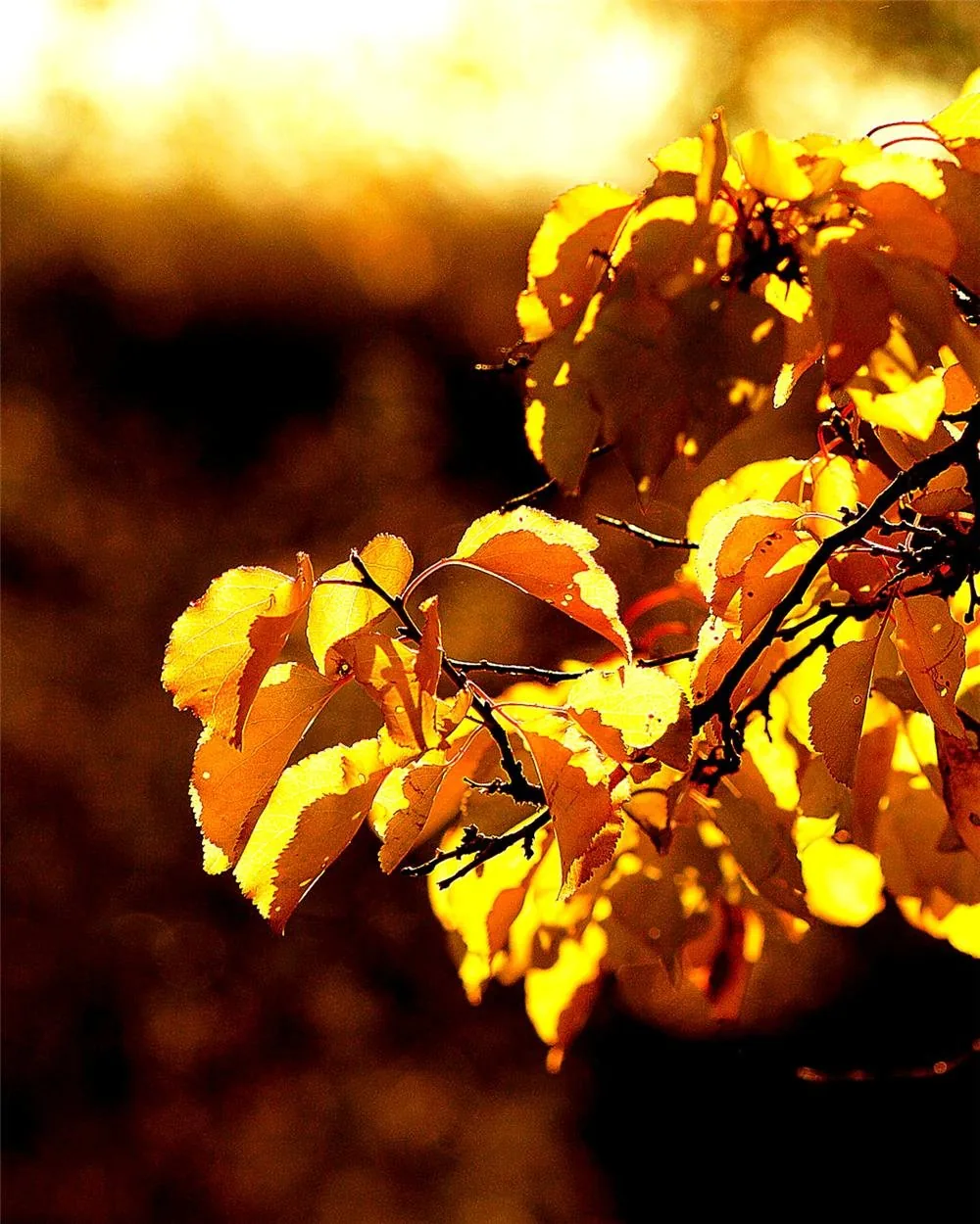 Close, soft-focus detail of light catching a tree branch