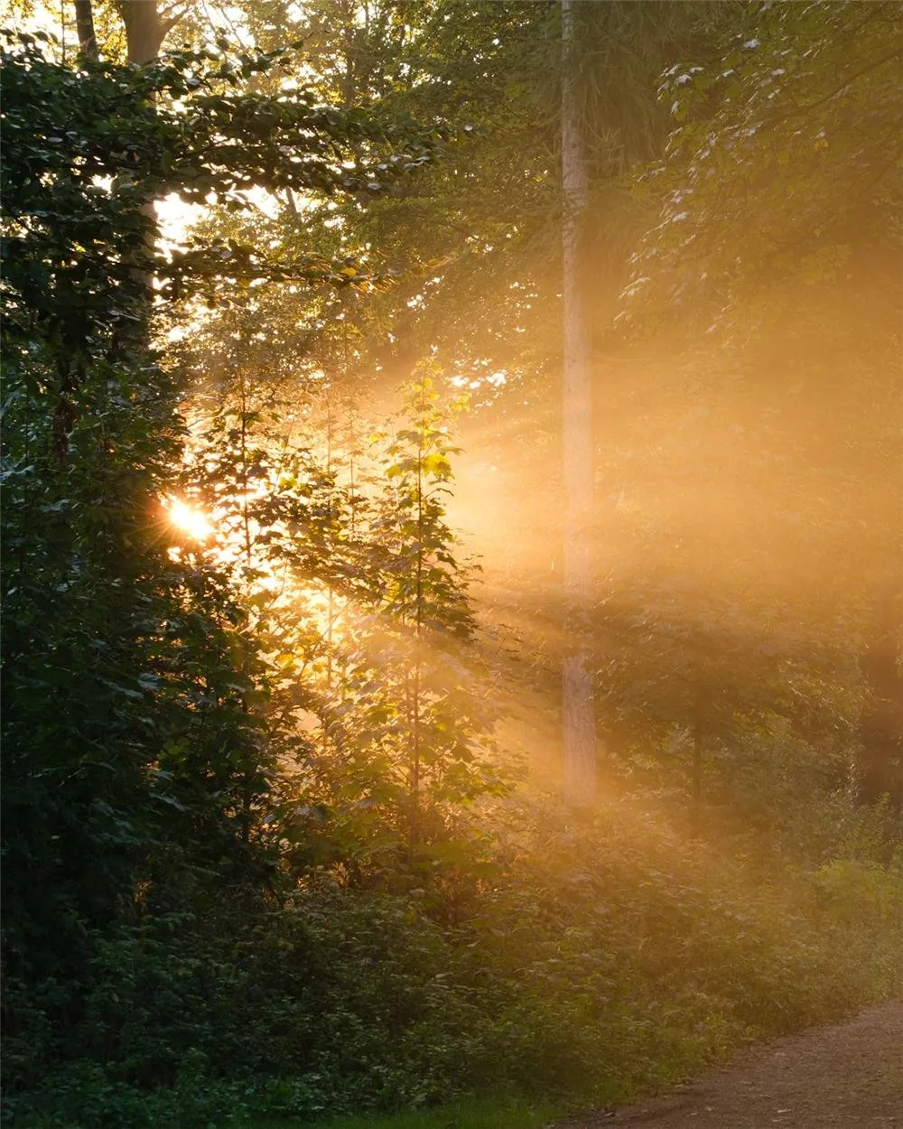 Golden morning light streaming through a misty forest path